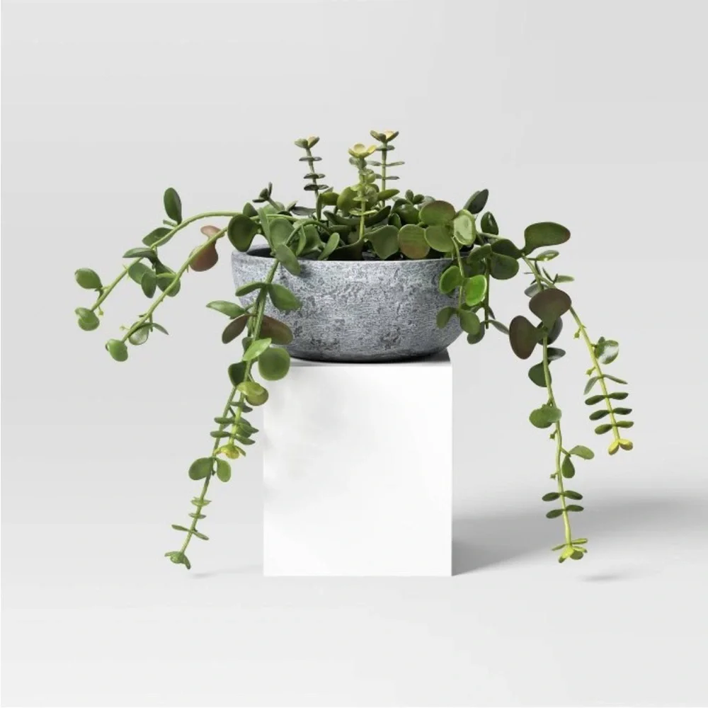 STUDIO MCGEE NWT trailing sedum faux plant -10” - Picture 1 of 6
